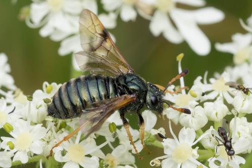 Abia fulgens